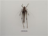 藏品(直翅目(4))的圖片